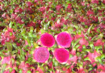 Red Dragon Fruit