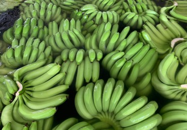 Cavendish Banana